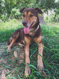 Portrait of dog sitting on field