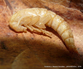 Close-up of bread