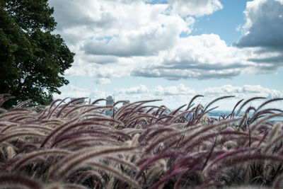Plants growing on land against sky