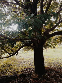 Trees in park during autumn