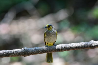 bird