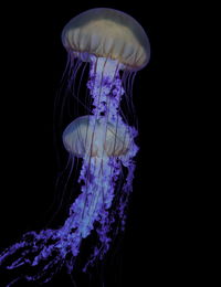 Close-up of jellyfish in sea against black background