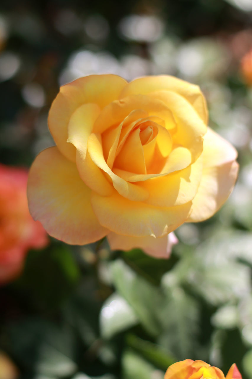 CLOSE-UP OF YELLOW ROSE IN BLOOM