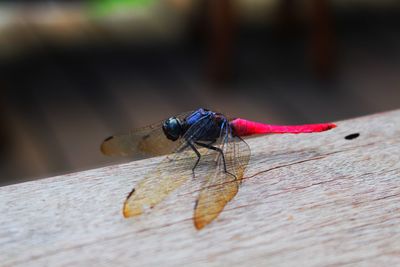 Close-up of fly on wood