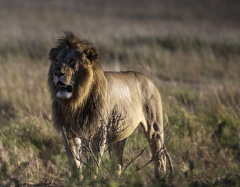 Wild animal in a field