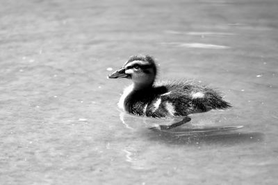 Duckling swimming in pond