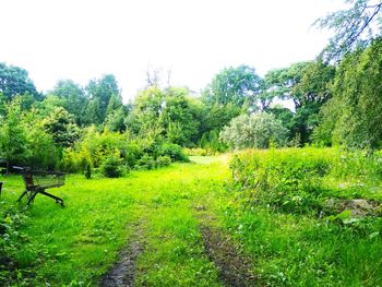 View of trees on landscape against clear sky