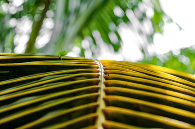 Close-up of palm leaves