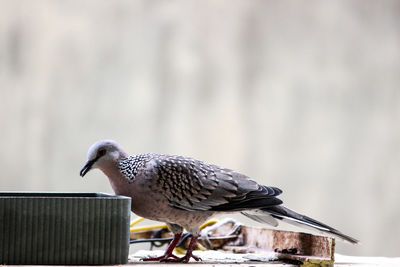 Bird perching on railing