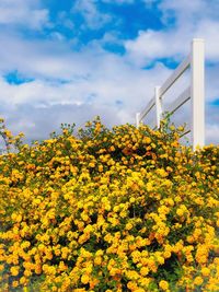 Low angle view of yellow flowering plants against sky