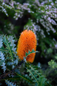 Close-up of orange flowering plant