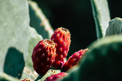 Close-up of red berries on cactus