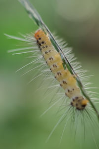 Close-up of insect on plant