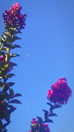 Low angle view of red flowers against clear blue sky