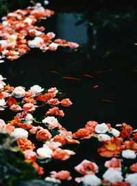 High angle view of flowering plants floating on water