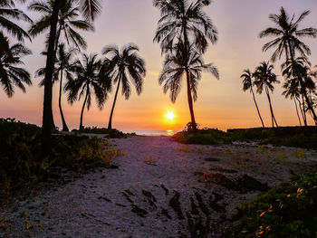 Silhouette palm trees on beach against sky during sunset