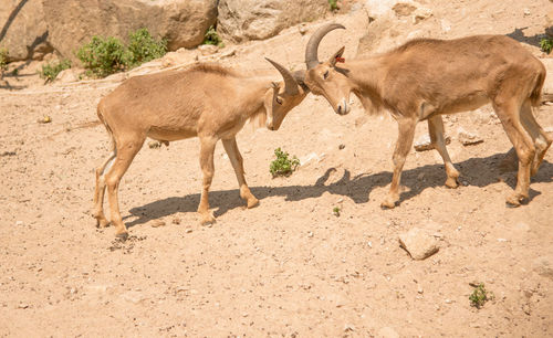 Side view of goats fighting on land