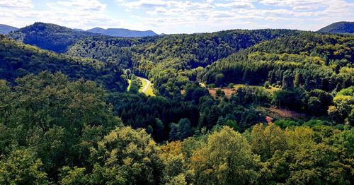 Scenic view of forest against sky