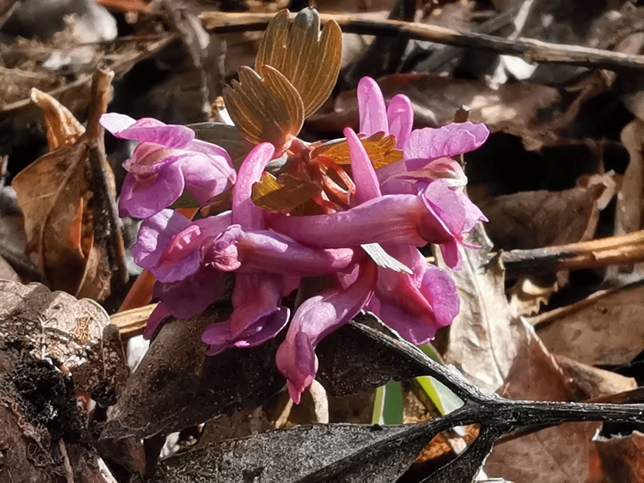 CLOSE-UP OF PINK FLOWERS ON PLANT