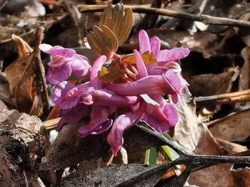 Close-up of pink flowering plants