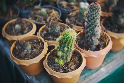 High angle view of potted plants on table