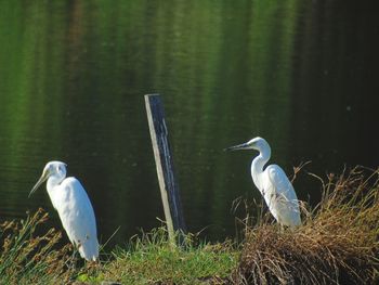 Birds perching on grass