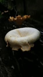 Close-up of mushrooms on land