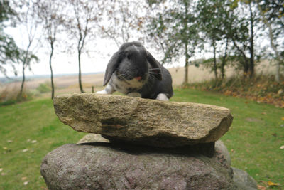 View of trees on rocks
