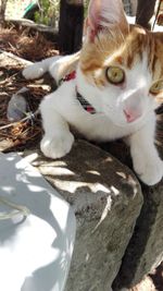 High angle portrait of cat