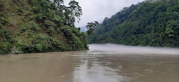 Scenic view of river amidst trees in forest against sky