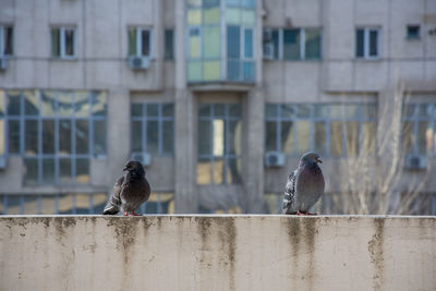 Birds perching on a building