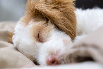 Close-up of dog sleeping on bed