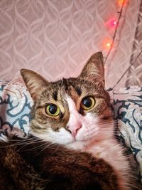 Close-up portrait of a cat