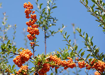 Low angle view of orange flowering plant against sky