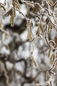Close-up of frozen plant