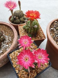 High angle view of pink flowering plants on table