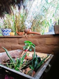 Potted plants on table