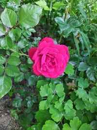 Close-up of pink rose