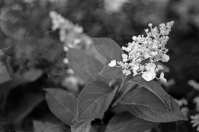 Close-up of white flowers