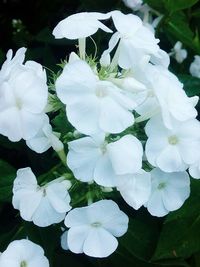 Close-up of white flowers blooming outdoors