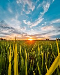 Crops growing on field against sky during sunset