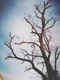 Low angle view of bare tree against sky