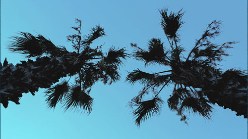 Low angle view of silhouette tree against clear blue sky