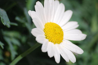 Close-up of white daisy flower