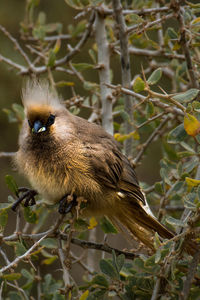 Close-up of bird perching on tree