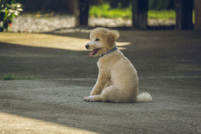 Dog looking away while sitting on road