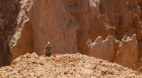 Close-up of horse on rock