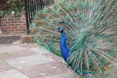Close-up of peacock