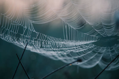 A beautiful closeup of a spider living in the swamp. spider nets in wetlands in an early morning.