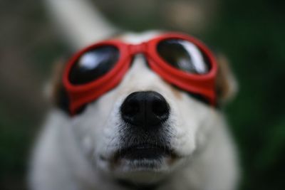 Close-up of dog wearing flying goggles